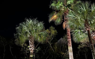 Illuminating Outdoor Splendor